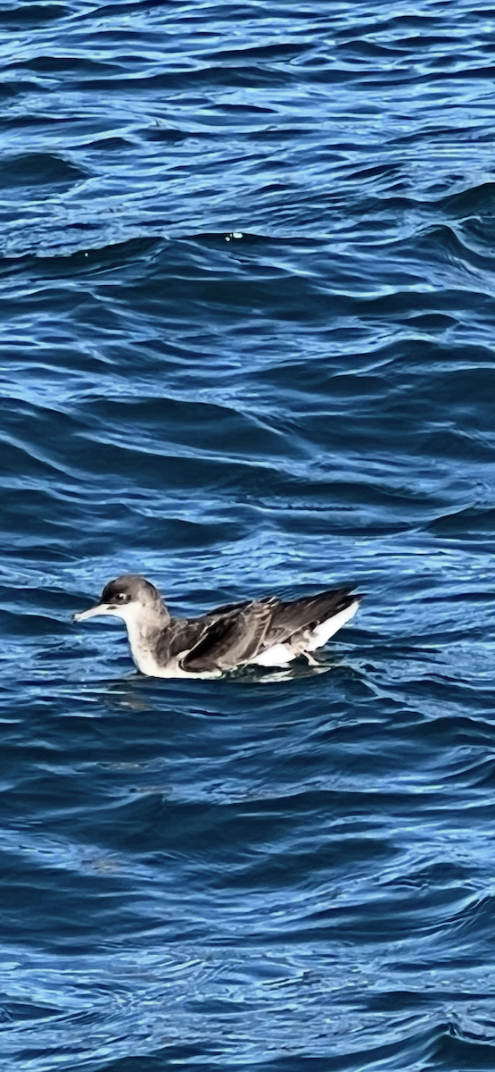 Fluttering Shearwater - ML644301703