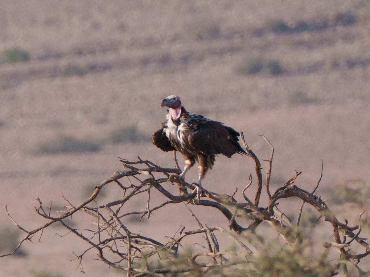 sup ušatý - ML644301705