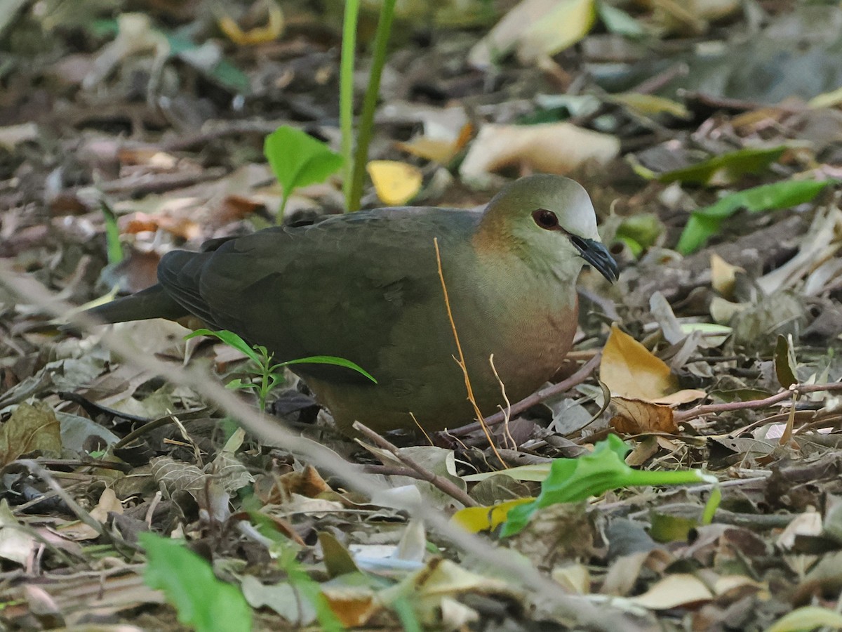 Lemon Dove - ML644301706
