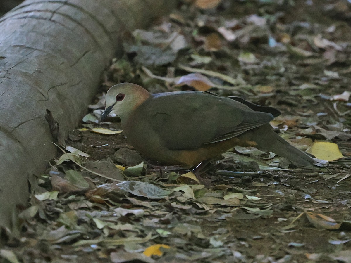 Lemon Dove - ML644301707