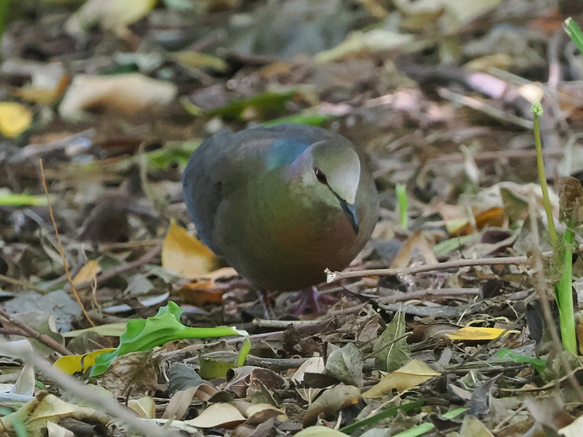 Lemon Dove - ML644301708