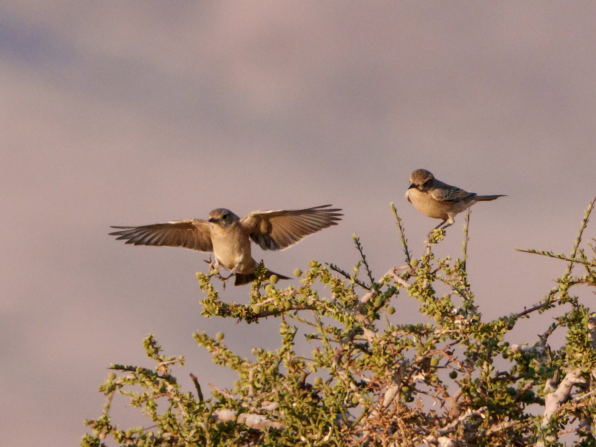 Chat Flycatcher - ML644301709
