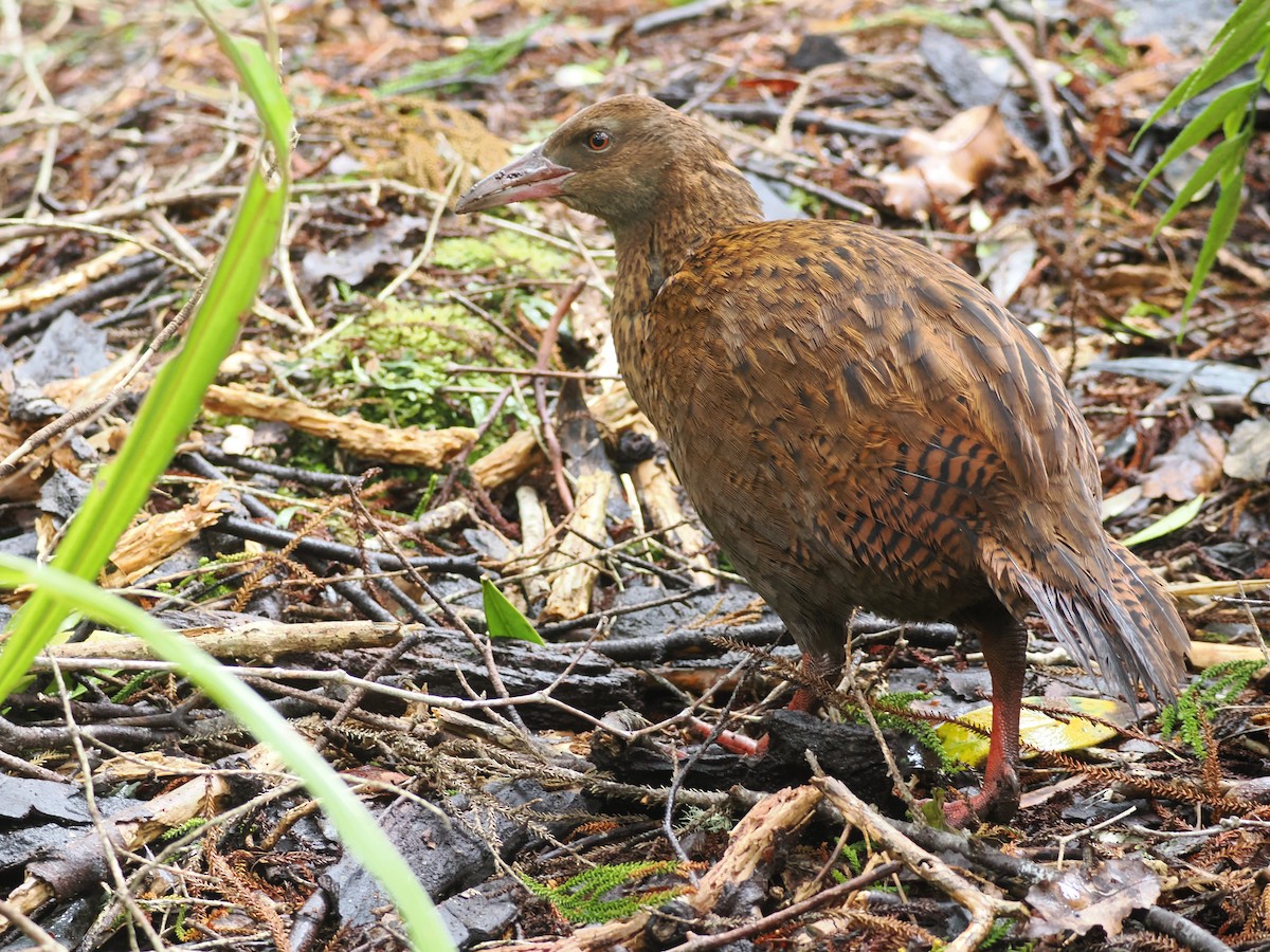 Уэка - ML644301728