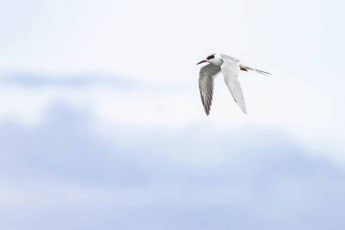 Крячок неоарктичний - ML644301730