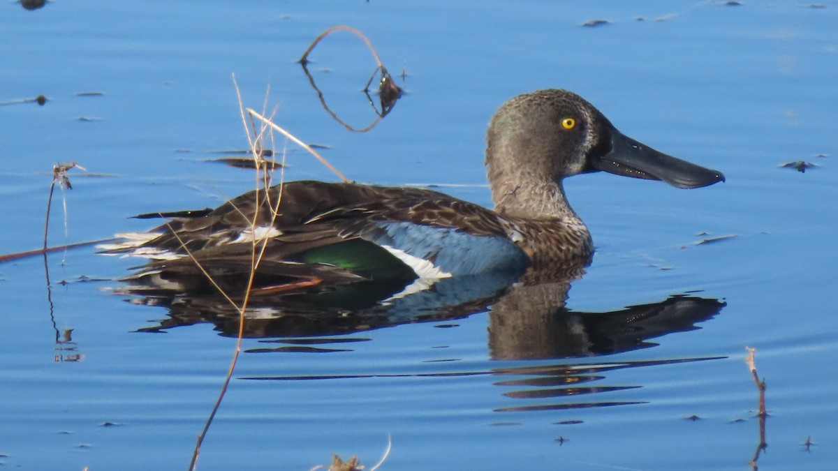 Northern Shoveler - ML644301738