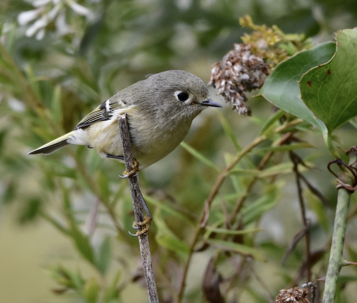 Ruby-crowned Kinglet - ML644301739