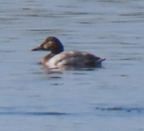 Fuligule à dos blanc - ML644301742