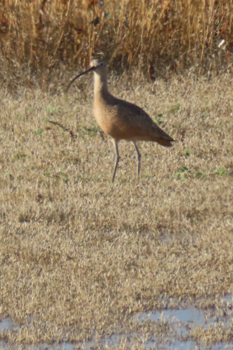 Long-billed Curlew - ML644301745