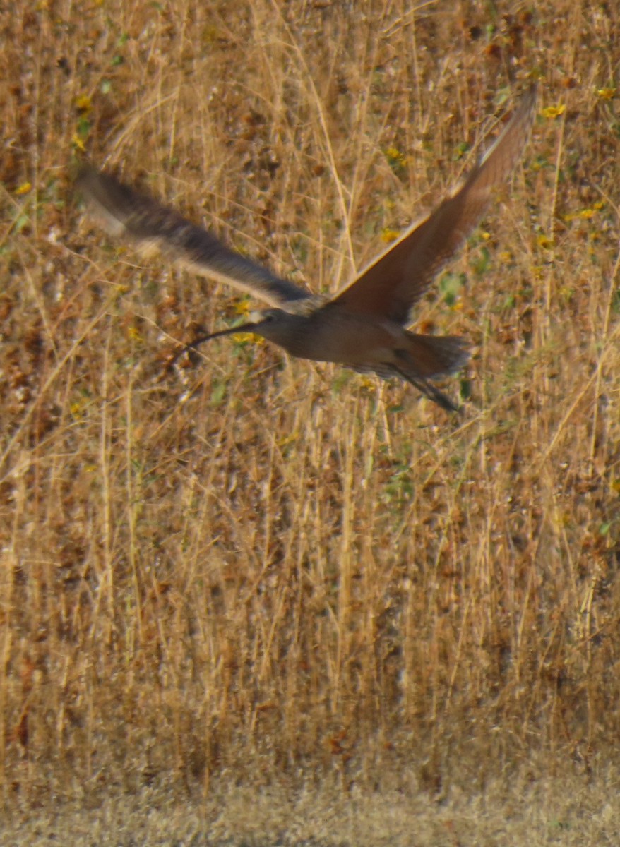 Long-billed Curlew - ML644301746