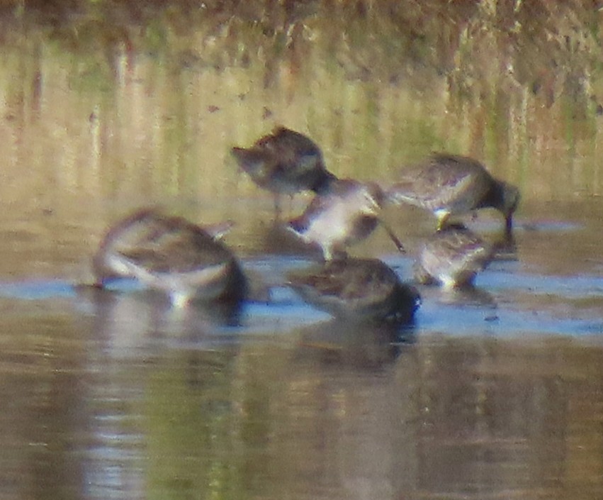 Long-billed Dowitcher - ML644301749