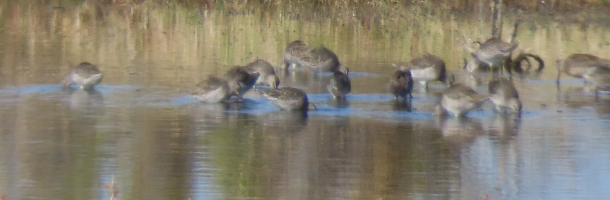 Long-billed Dowitcher - ML644301750