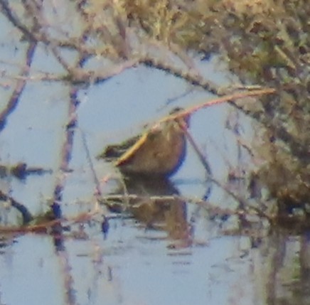 Wilson Suçulluğu - ML644301752