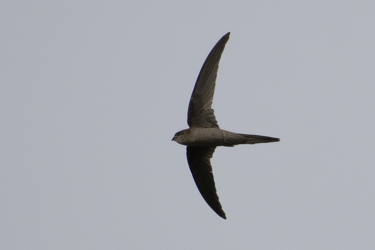 Asian Palm Swift - ML644301753