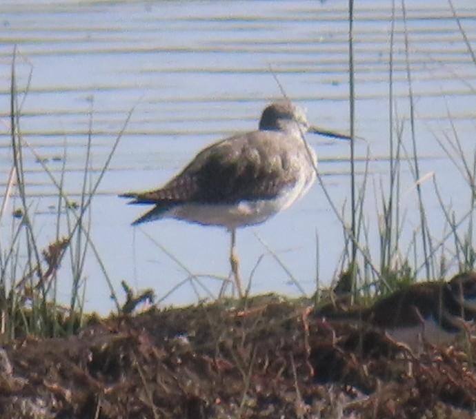 Greater Yellowlegs - ML644301754