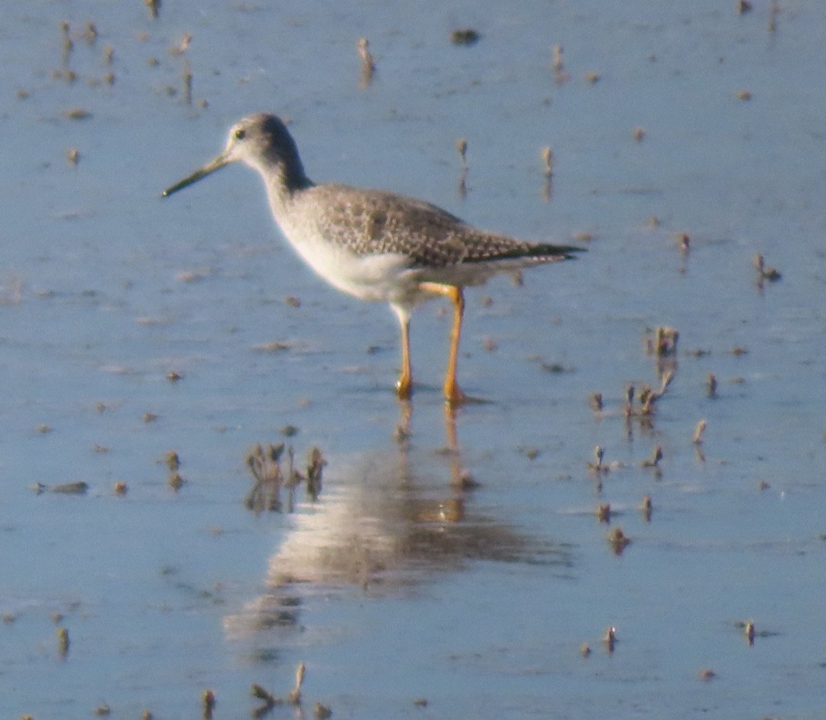 Greater Yellowlegs - ML644301755