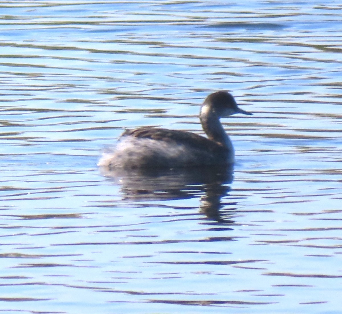 Eared Grebe - ML644301757