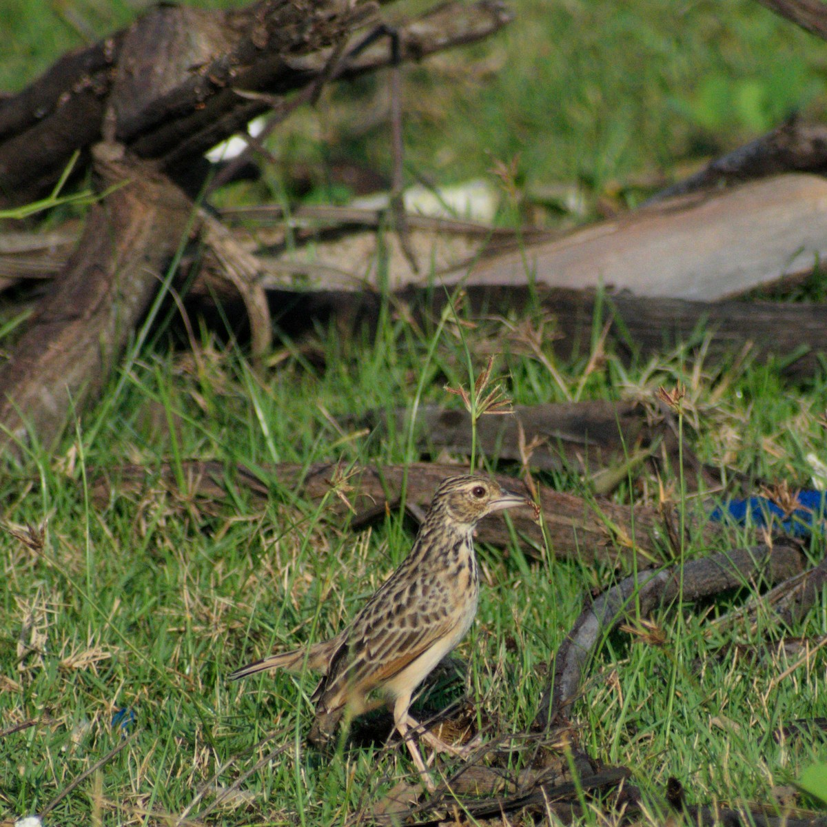 ghatslerke - ML644301758