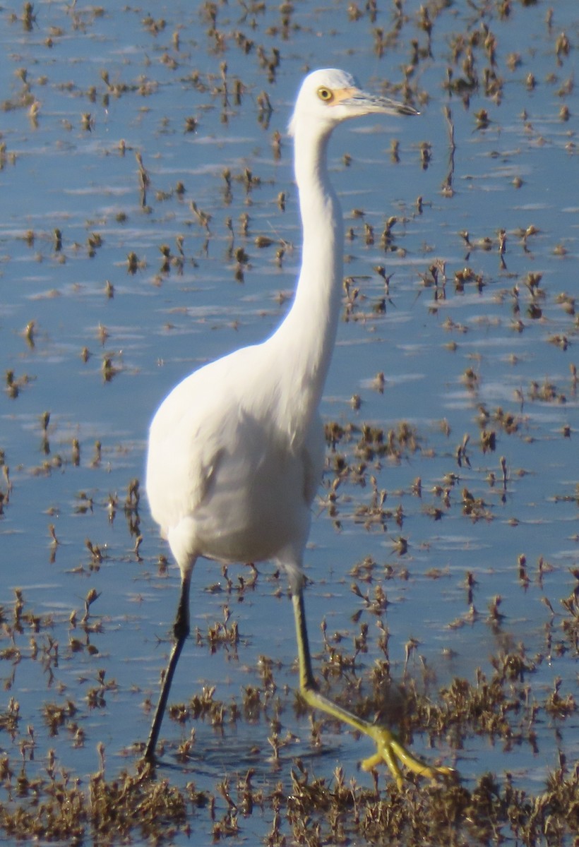 Snowy Egret - ML644301759