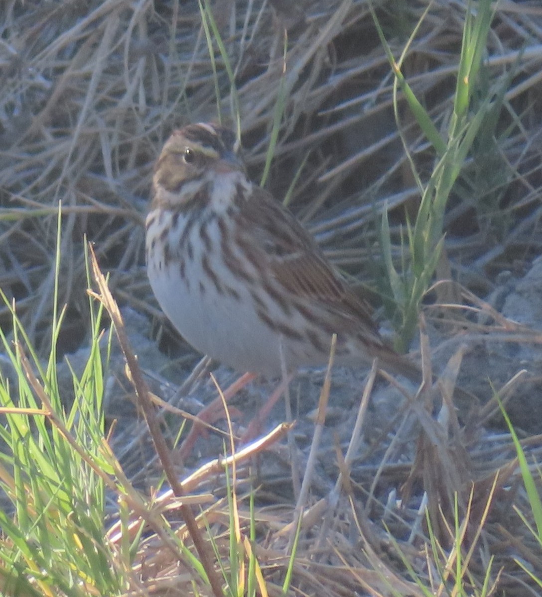 Savannah Sparrow - ML644301766