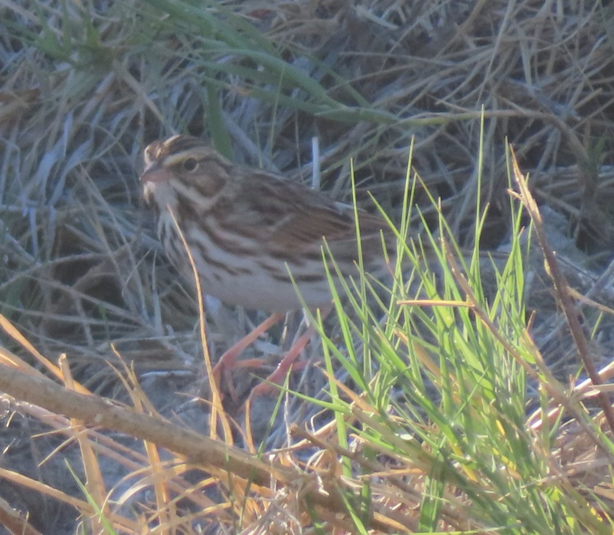 Savannah Sparrow - ML644301767