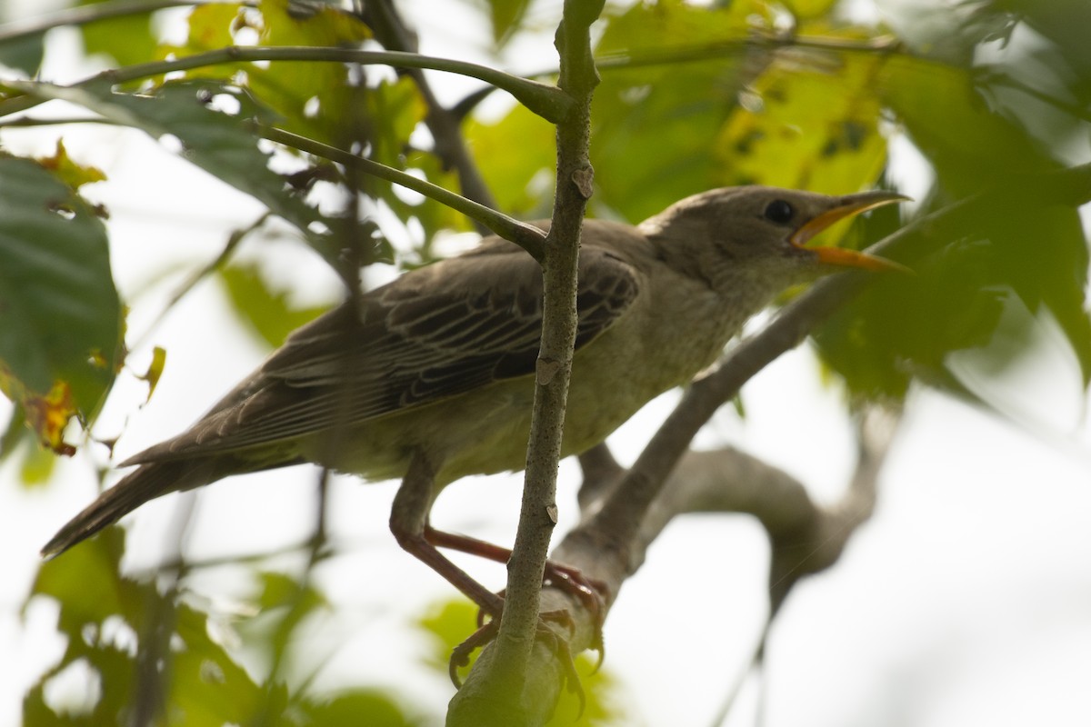 Étourneau roselin - ML644301768