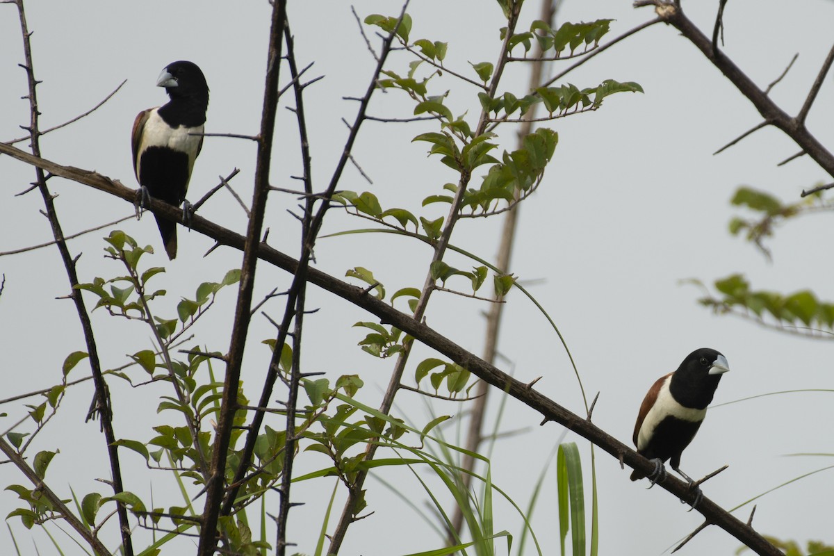 ギンパラ - ML644301770