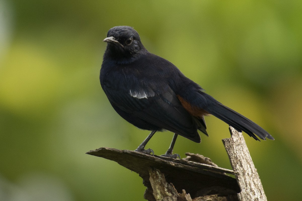 インドヒタキ - ML644301771