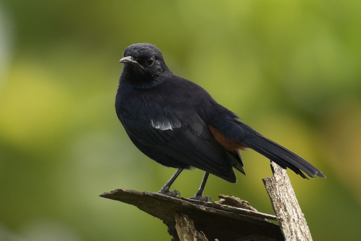 インドヒタキ - ML644301772