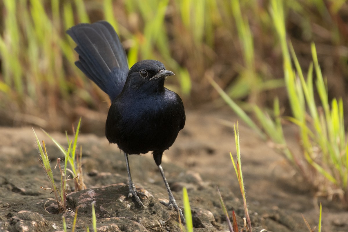 インドヒタキ - ML644301773