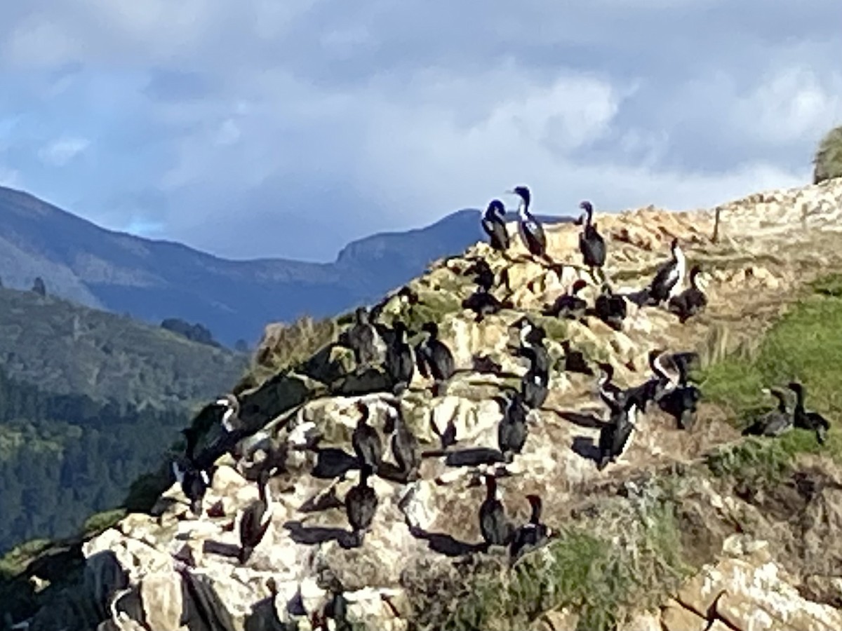 Cook Boğazı Karabatağı - ML644301775