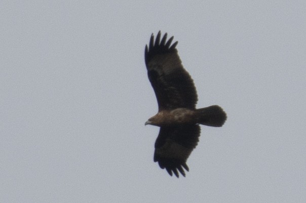 シロガシラトビ - ML644301779