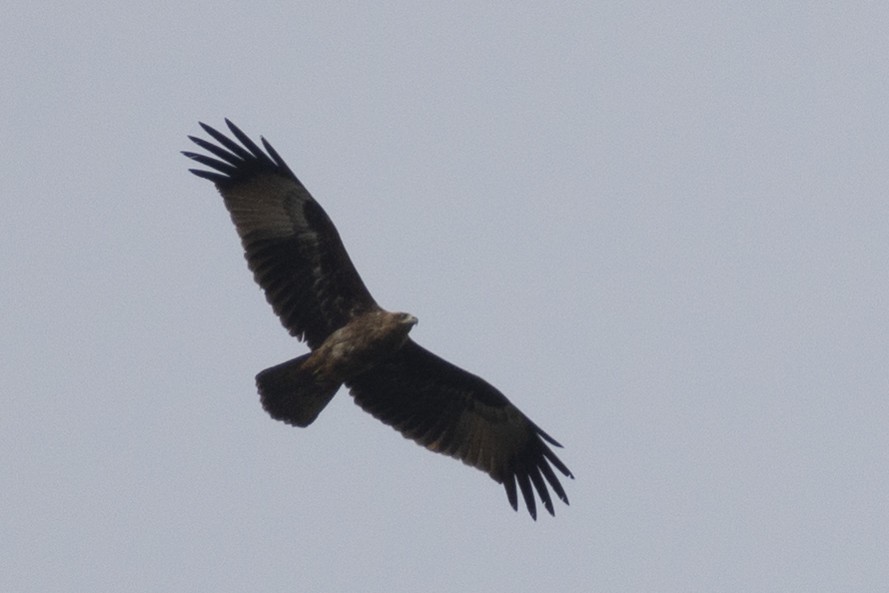 シロガシラトビ - ML644301781