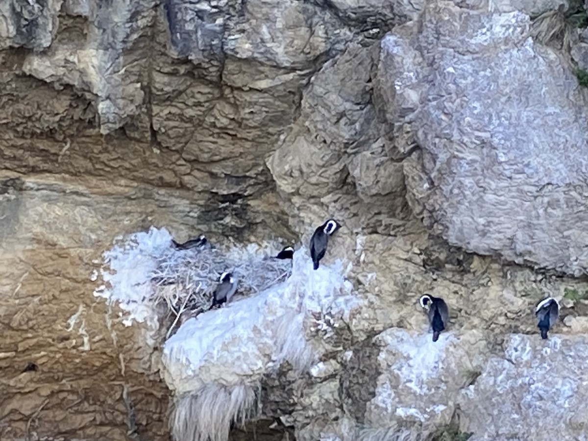 Spotted Shag - ML644301787