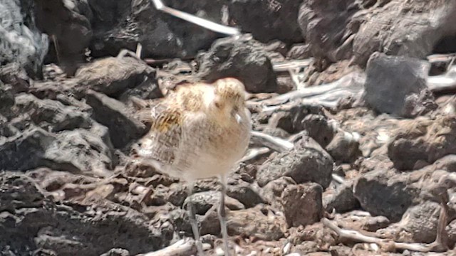 Pacific Golden-Plover - ML644301796