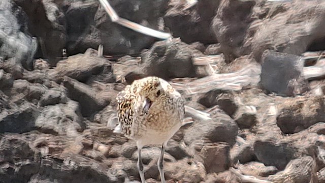 Pacific Golden-Plover - ML644301797
