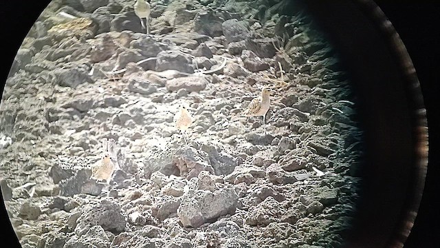 Pacific Golden-Plover - ML644301799