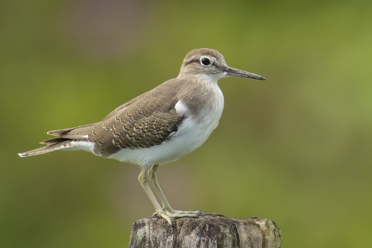 イソシギ - ML644301821