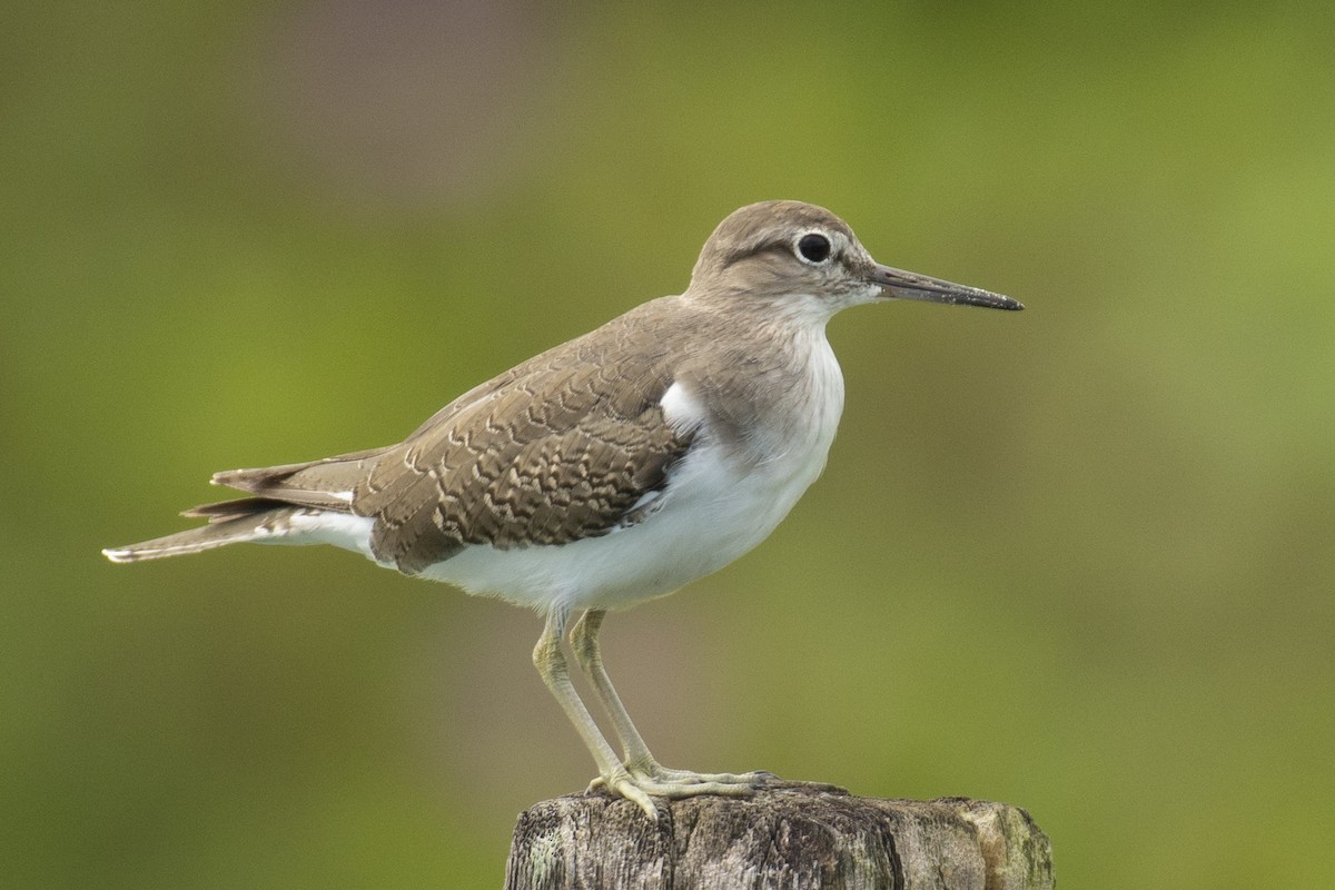 イソシギ - ML644301822