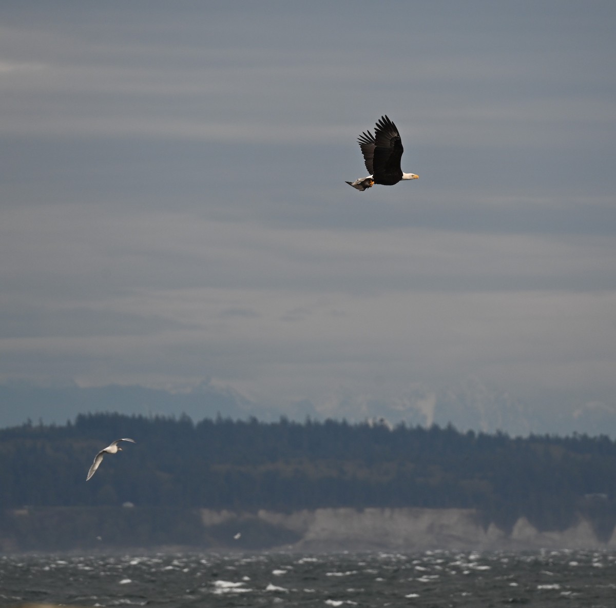 Bald Eagle - ML644301828