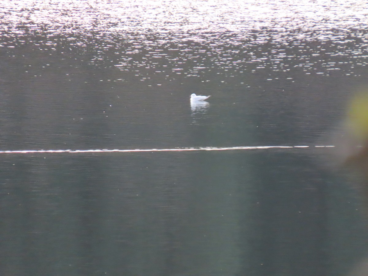 Bonaparte's Gull - ML644301837