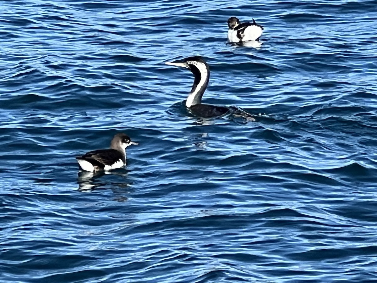 Spotted Shag - ML644301840