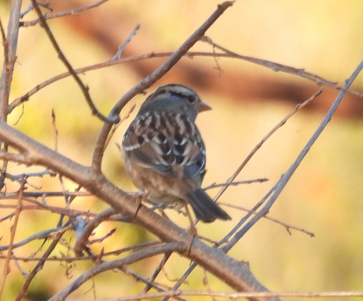 Porsuk Serçesi - ML644301841