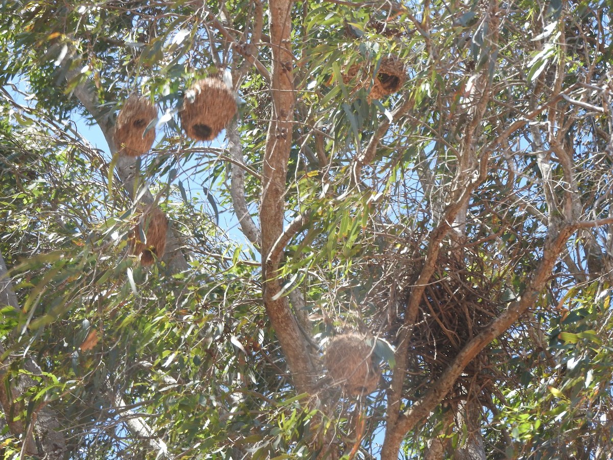 Cape Weaver - ML644301844