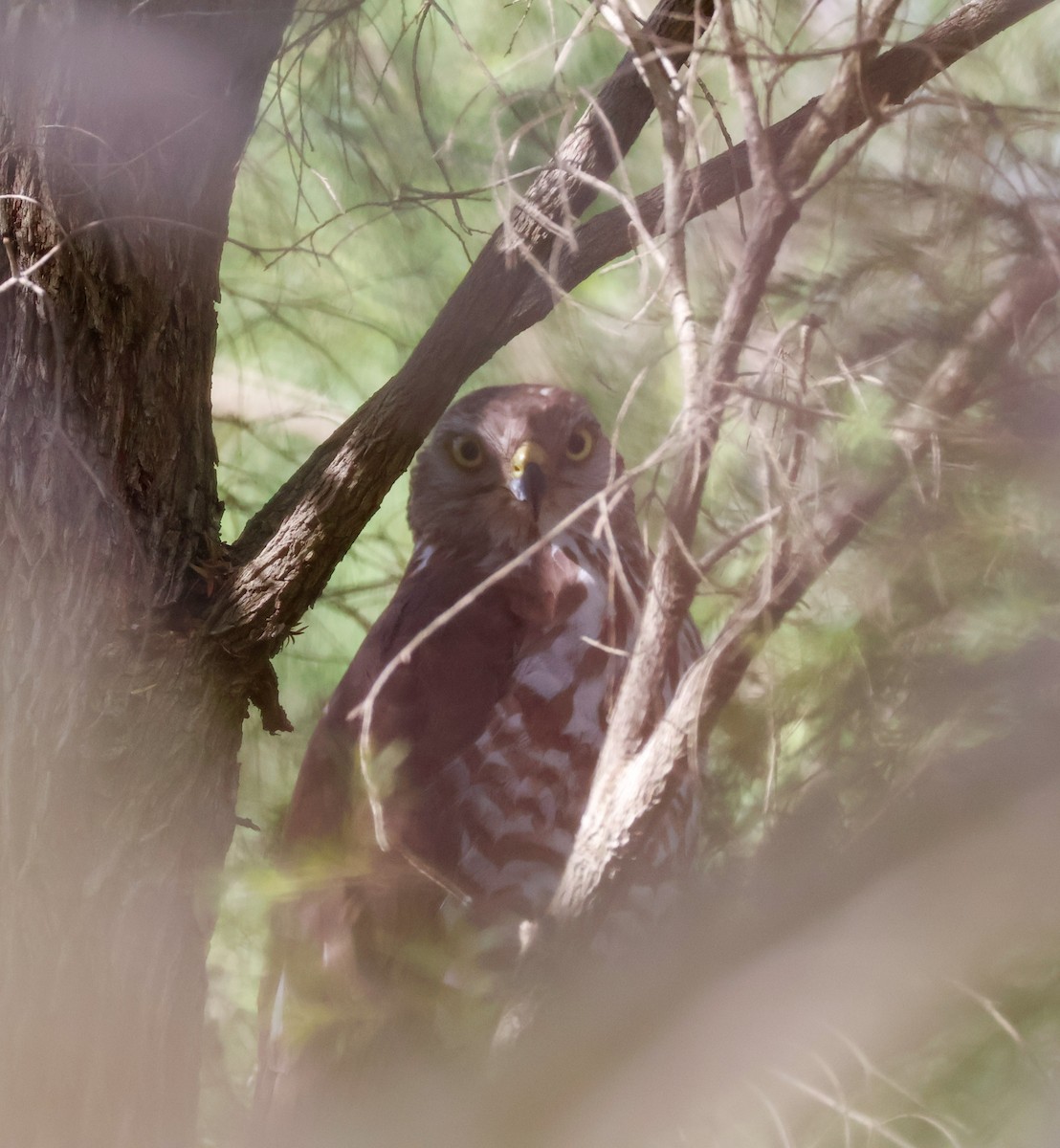 Яструб бурий - ML644301851