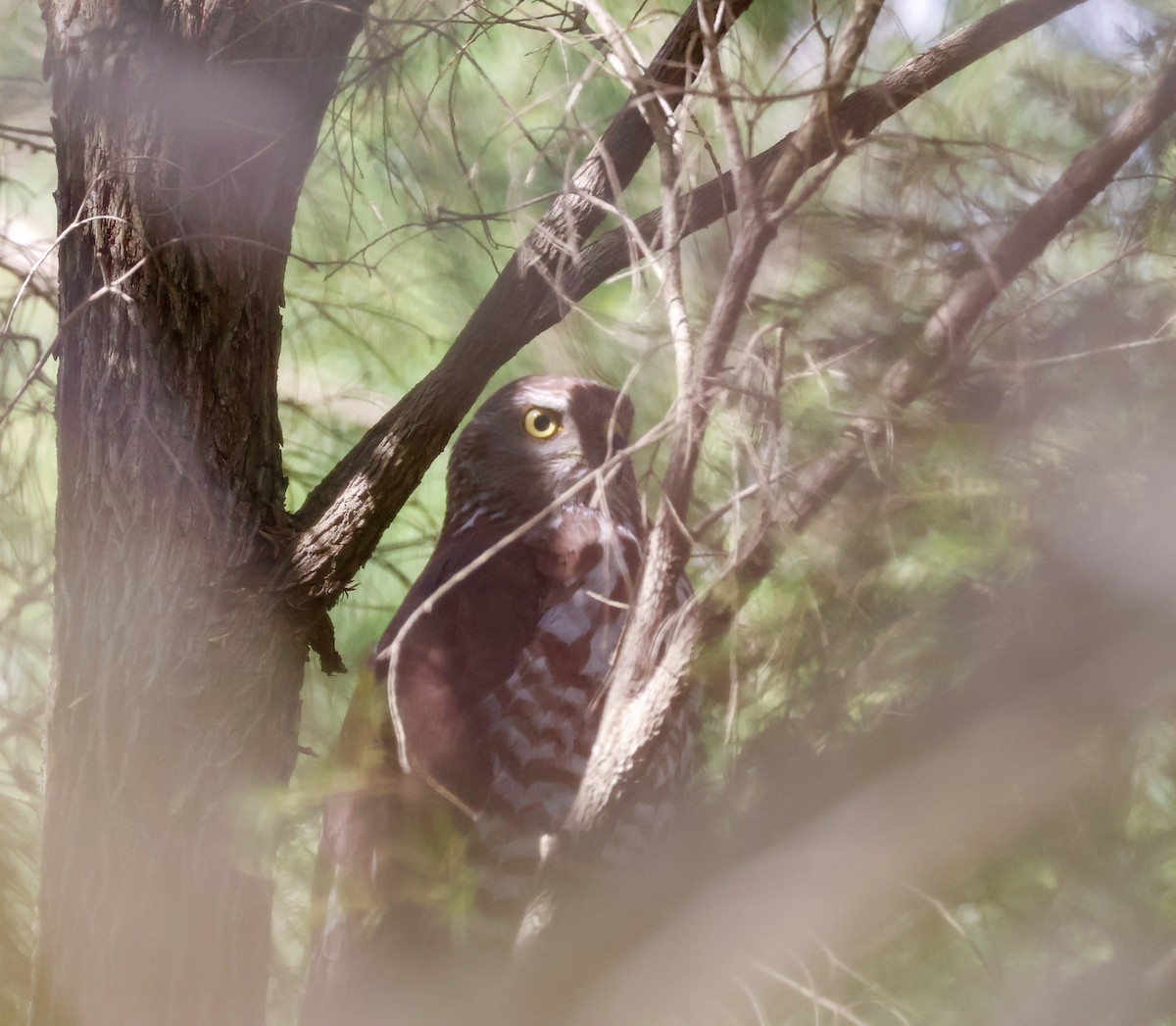 Яструб бурий - ML644301852