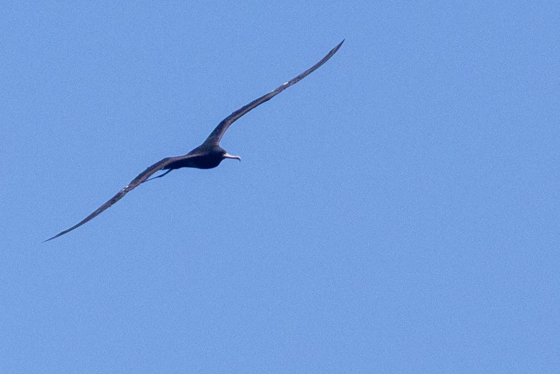 Great Frigatebird - ML644301853