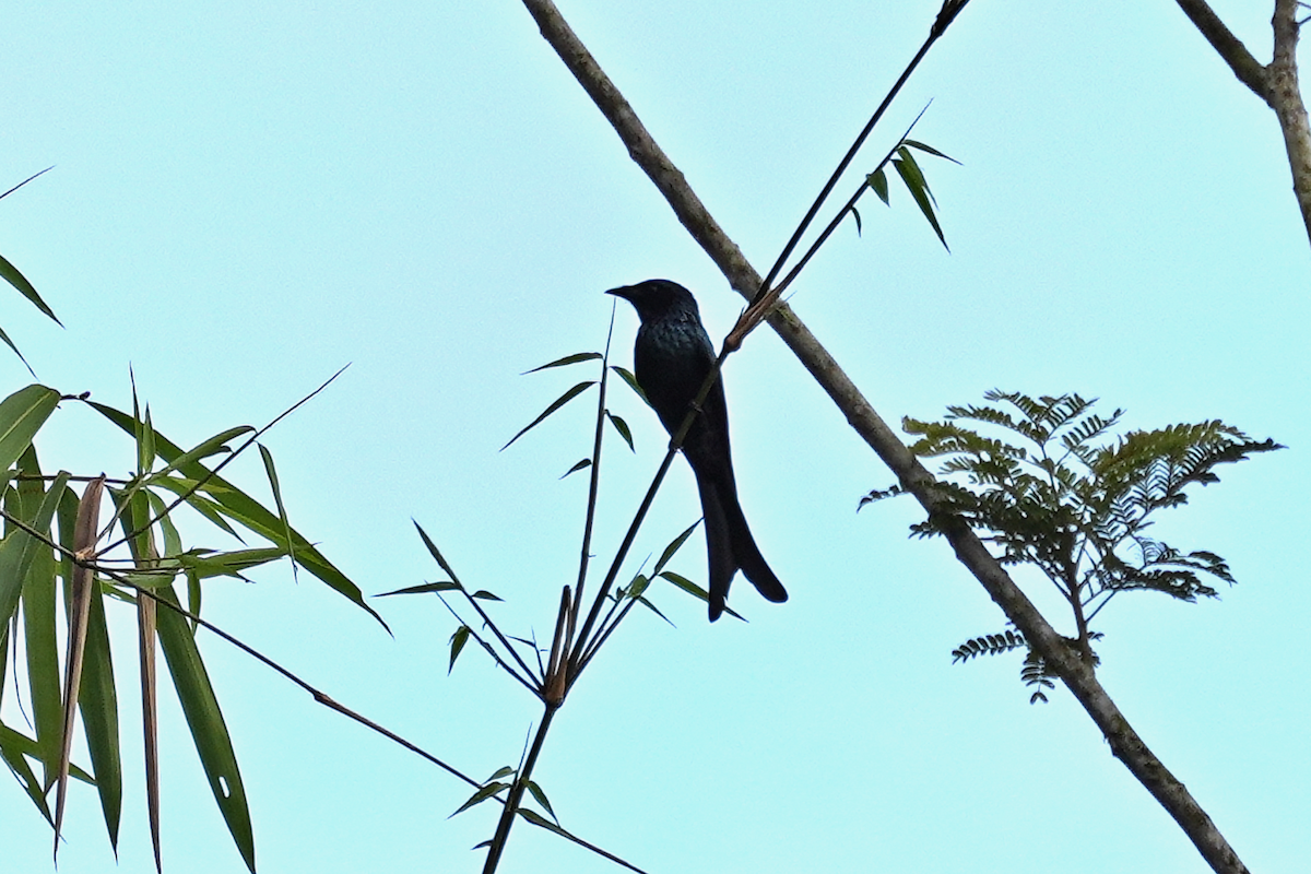 Bronzed Drongo - ML644301854