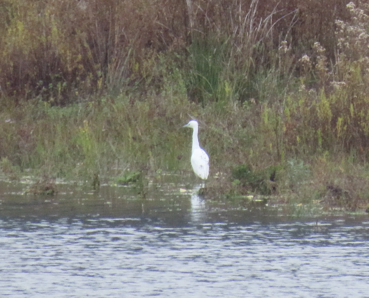 Little Blue Heron - ML644301856