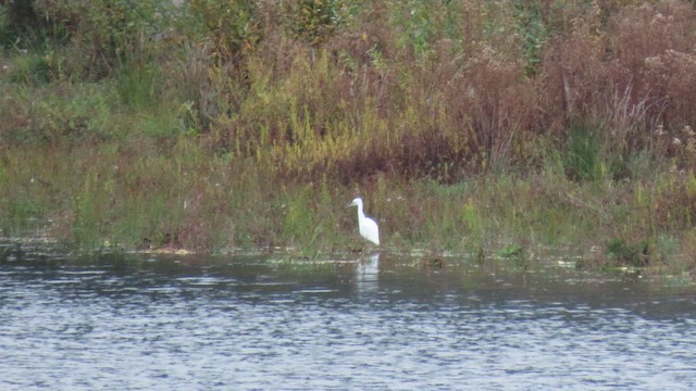 Little Blue Heron - ML644301860