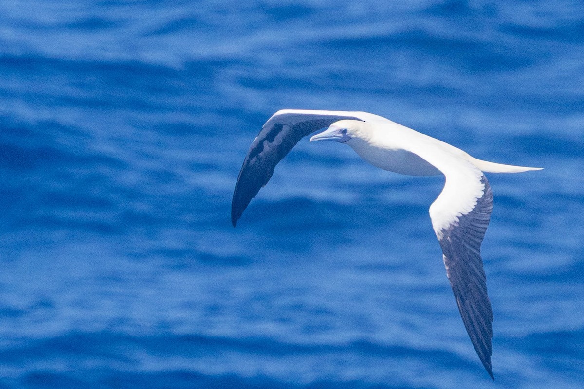 Rotfußtölpel - ML644301861